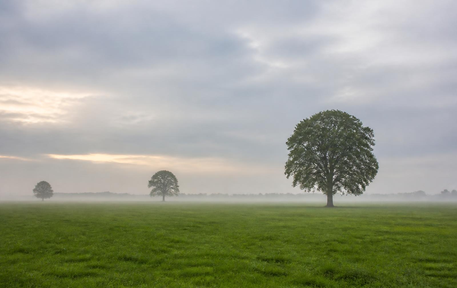 Weiland met solitaire eiken in ochtendnevel en een wijde, vlakke horizon