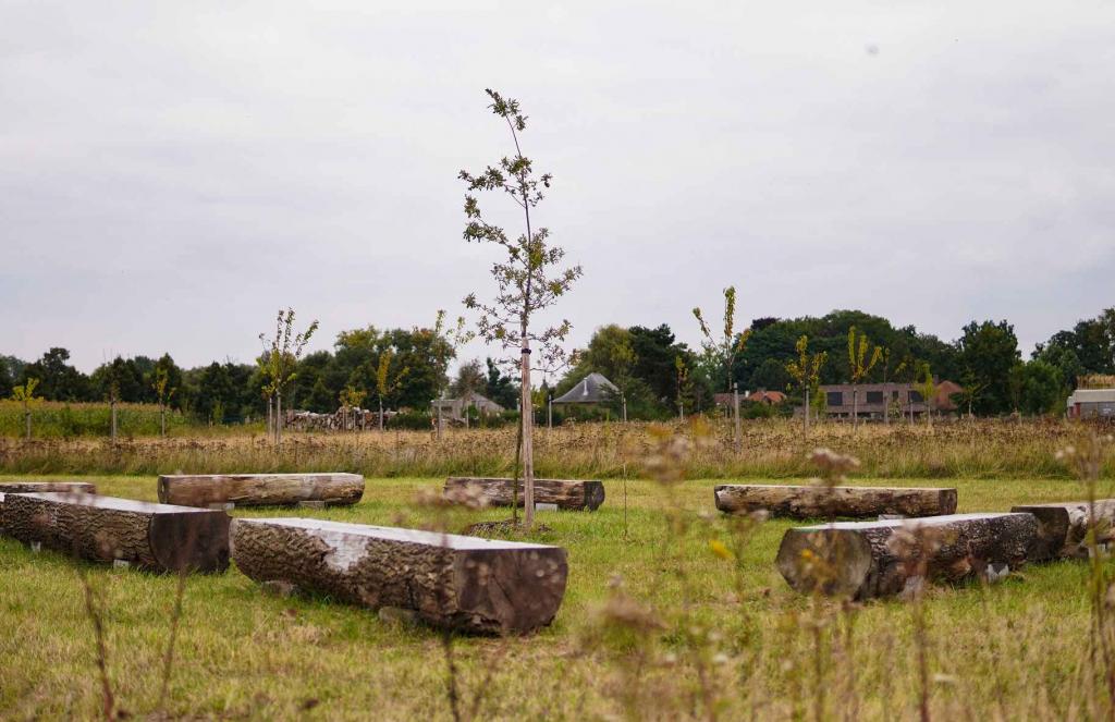Boomstambanken in een kring in een weiland met jonge bomen